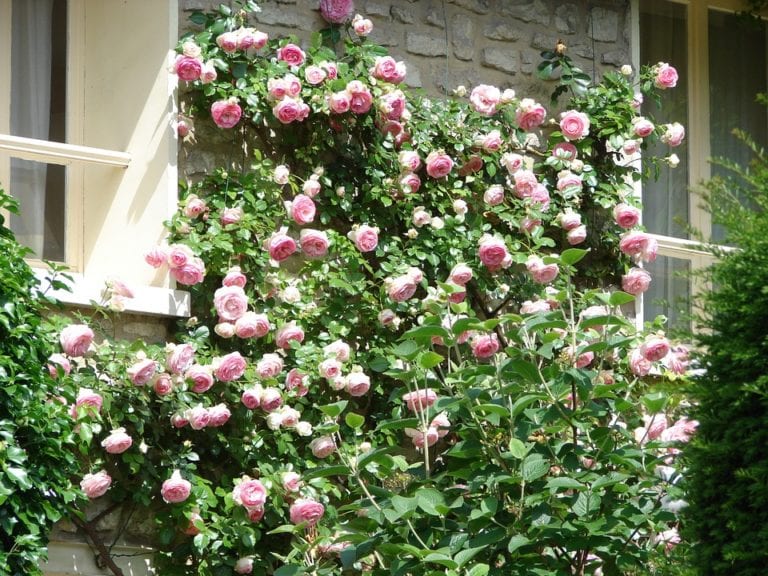 Tips for Growing Climbing Roses Arbor Hill Trees Omaha BlogArbor Hill Trees Omaha Blog