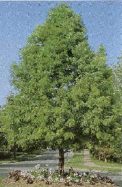 BALD CYPRESS TREE