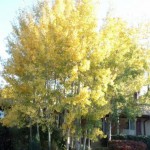 Aspen Clumps