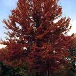 Autumn Blaze Maple