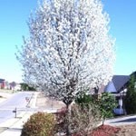 Chanticleer Pear