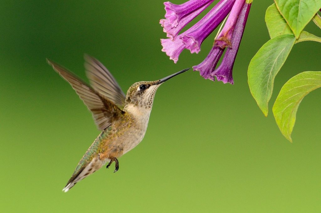 Science Behind Hummingbirds and Flowers Arbor Hill Trees Omaha BlogArbor Hill Trees Omaha Blog
