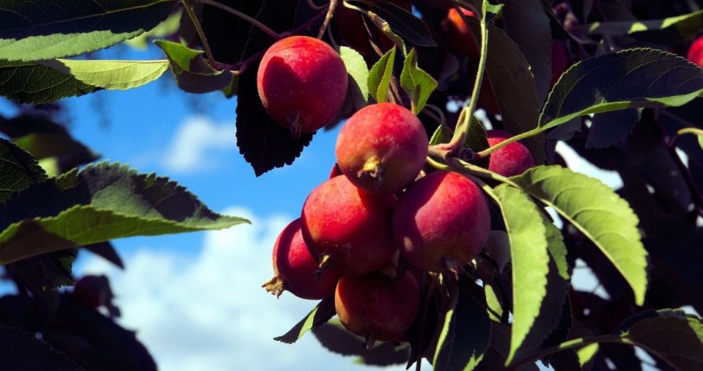 Plants and Trees That Smell Good I Arbor Hills Trees Omaha ...