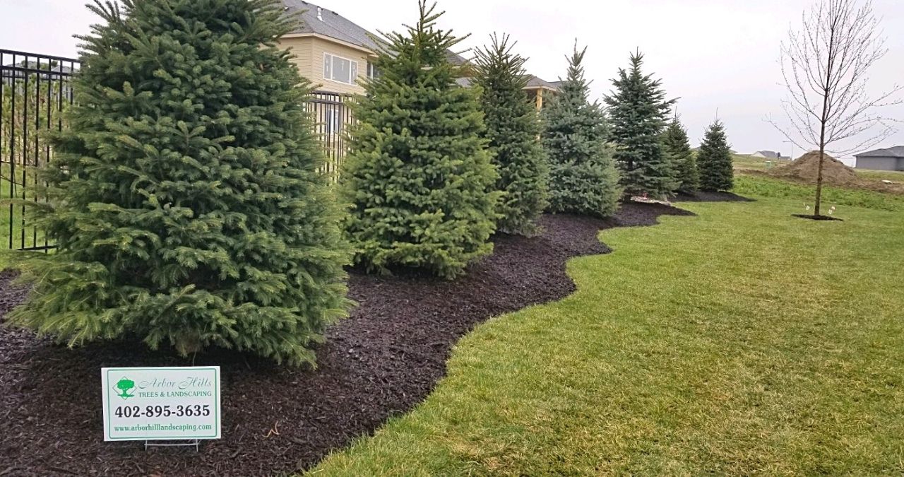 Landscaping With Trees