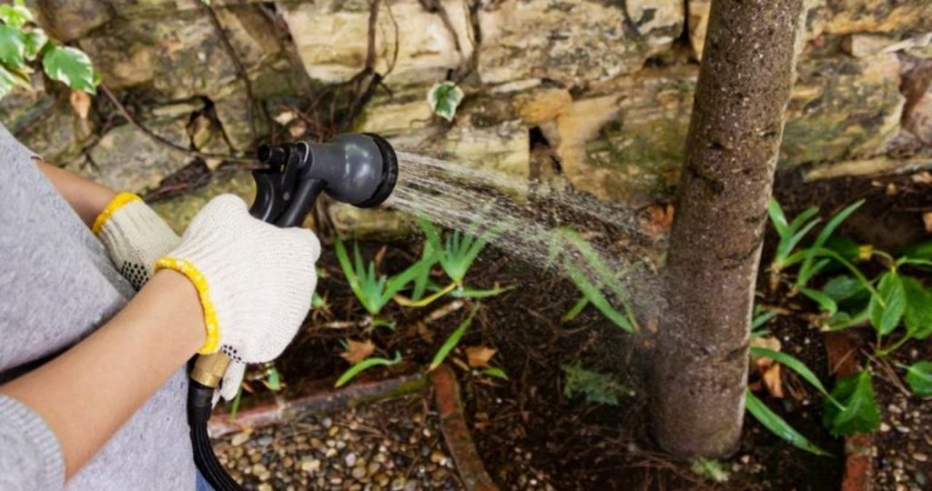 How Often Should You Water Your Trees? Arbor Hills Trees Omaha