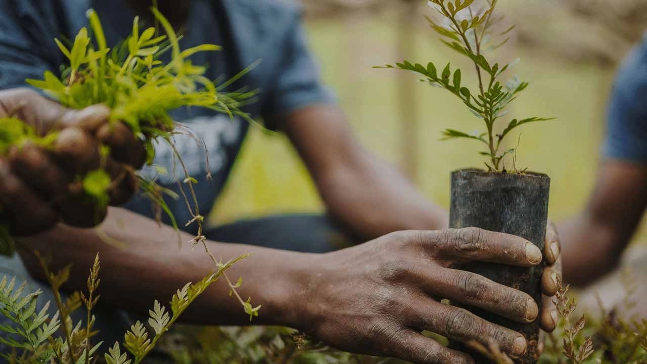 Tree Planting Safety