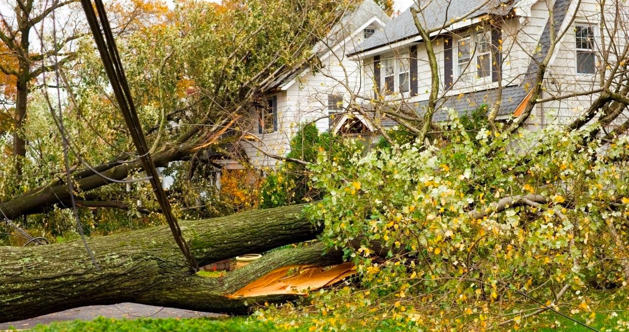 How Much Wind Can Trees Handle?