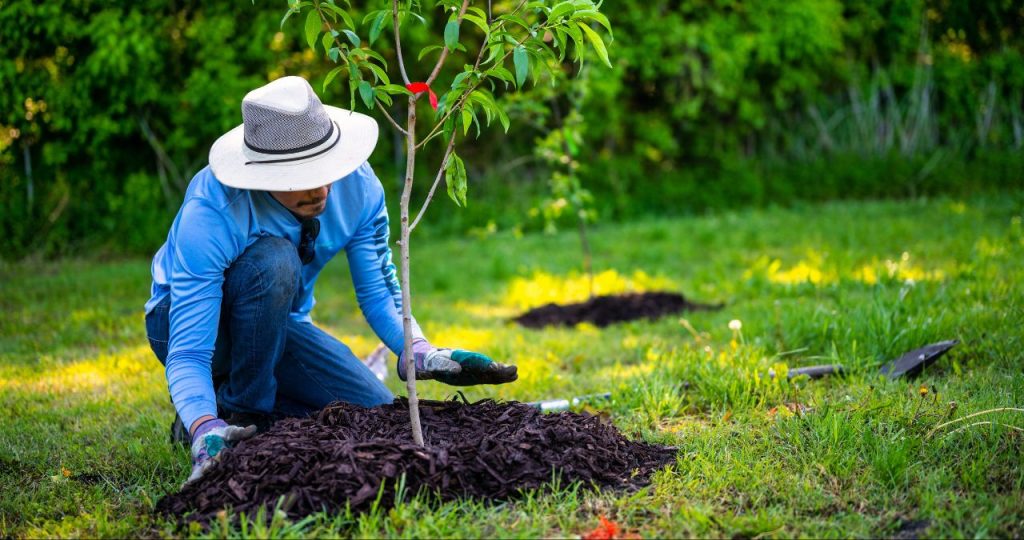 What Can I Replace an Ash Tree With? Arbor Hill Trees Omaha BlogArbor