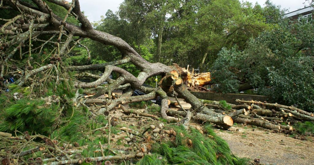 What To Do With a Tree That Was Damaged in a Storm - Arbor Hill ...