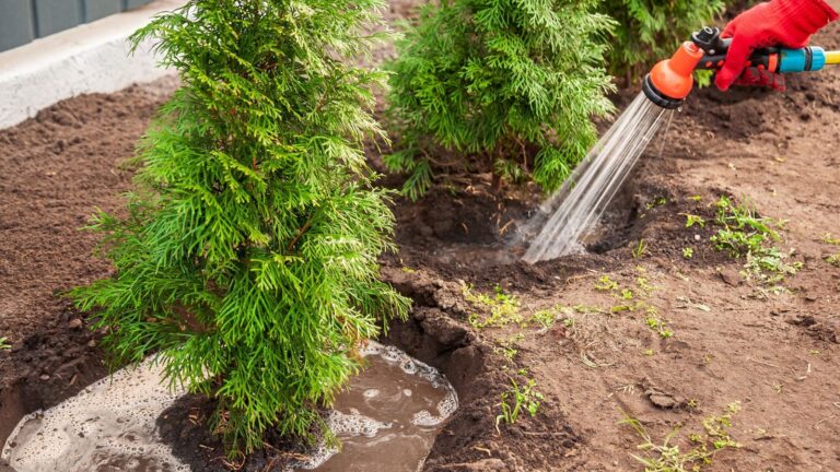 Hot Weather Tree Care: Keep Newly Planted Trees Alive in SummerArbor ...