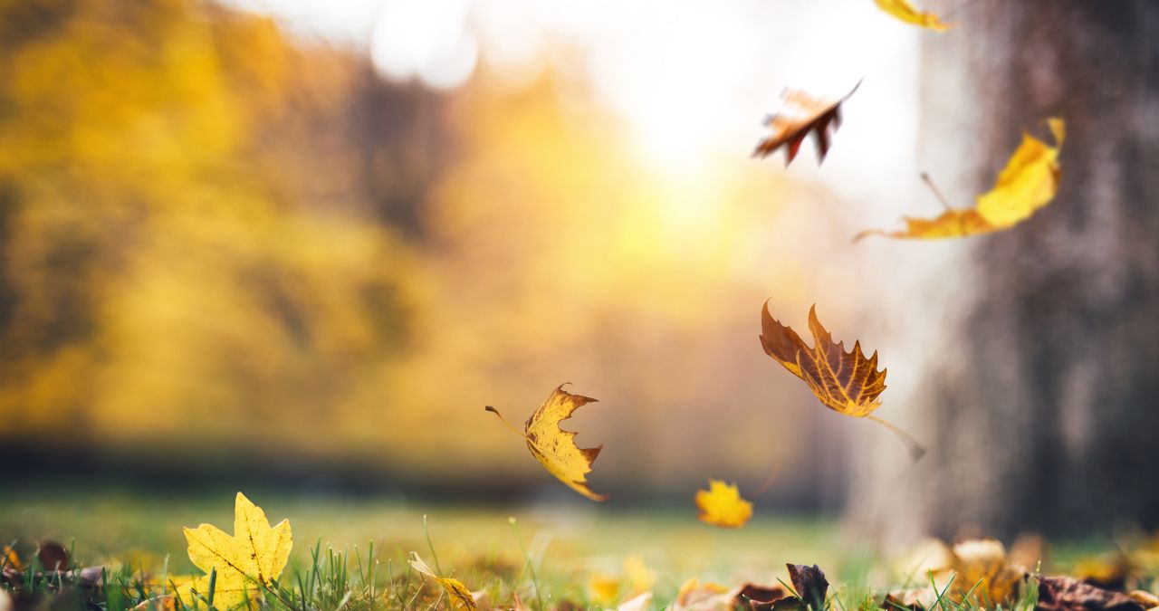 The Great Tree Undressing: Why Trees Strip Down for Winter