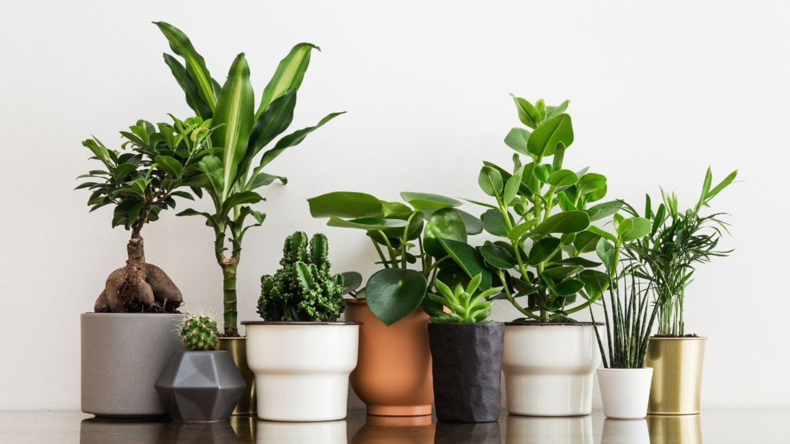 Turn Your Living Room into an Indoor Landscape: Using Houseplants Like Mini Trees and Shrubs