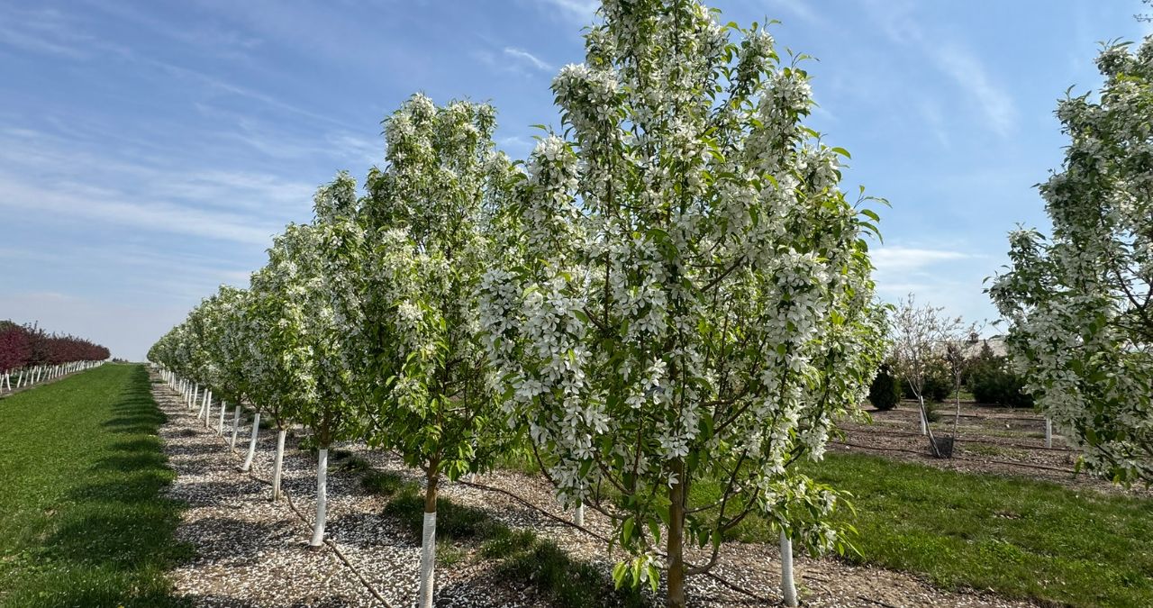 Why June is the Best Month to Plant Trees in Omaha