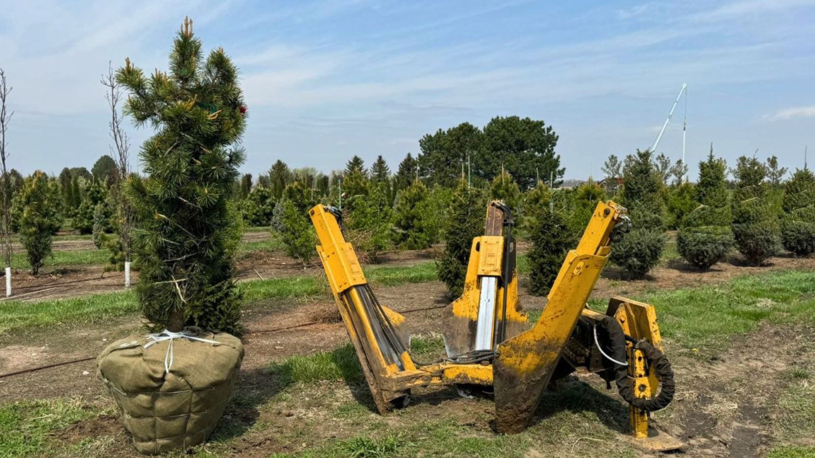 Why June is the Best Month to Plant Trees in Omaha