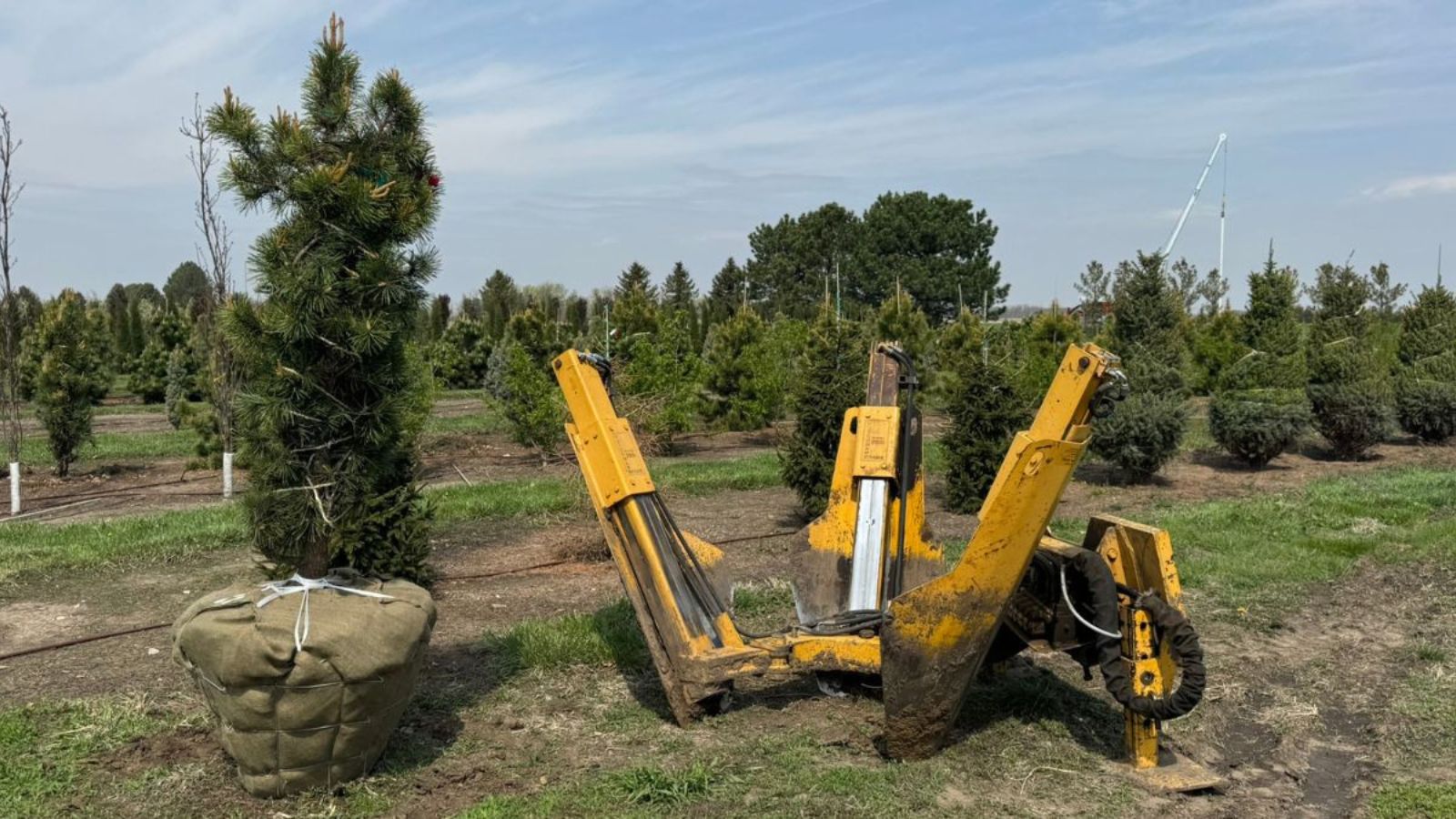The "Summer Planting" Myth: Yes, You Can Plant a Large Tree in July