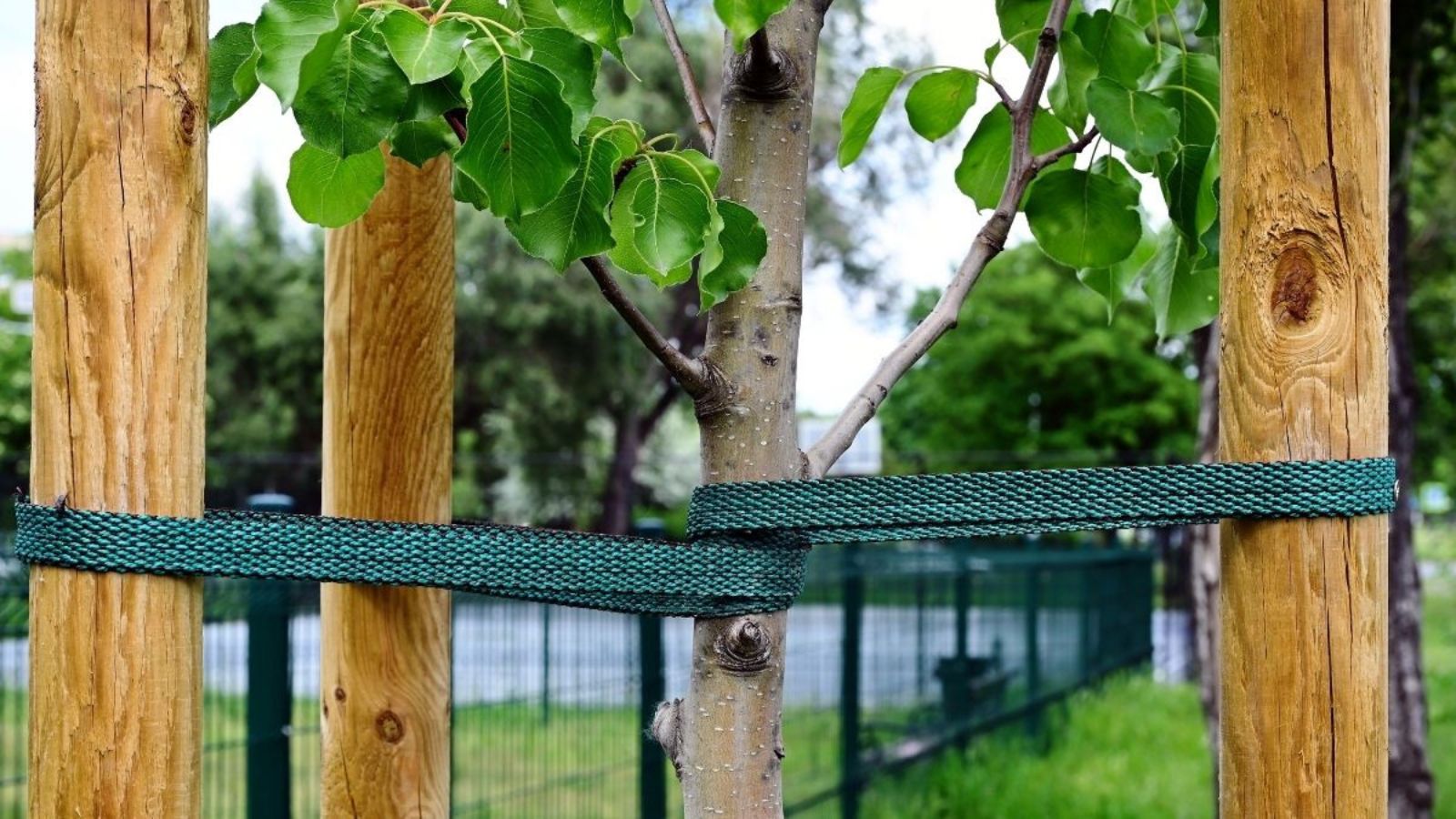 Staking Young Trees in Midwest Winds: When Support Helps and When It Hurts