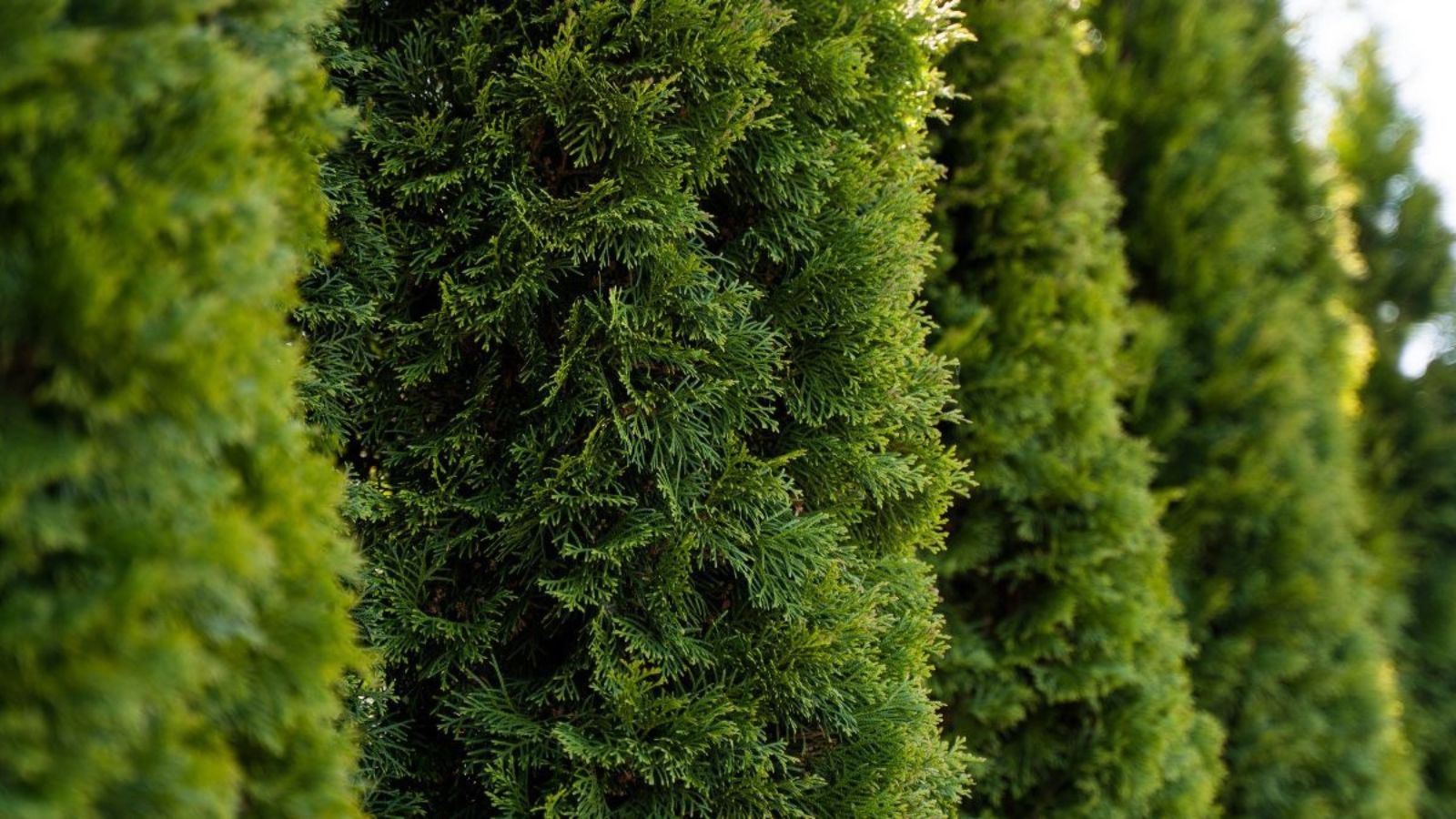 Evergreen trees for privacy screens in Omaha