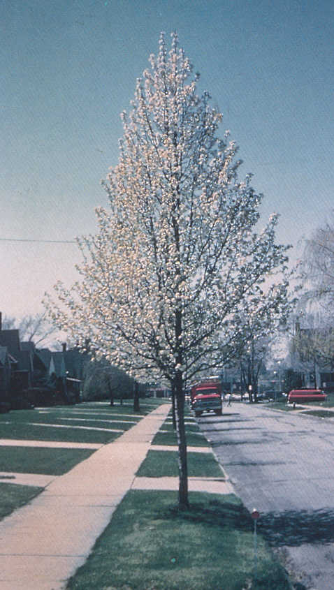 Cleveland Select Pear Tree