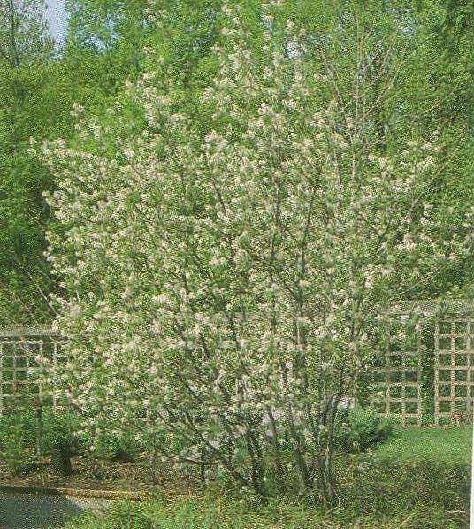 Serviceberry Clump Tree