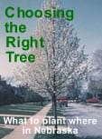 Choosing the Right Tree